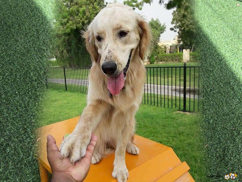 Dog training Dubai,dog training,dog training in dubai,dog trainers dubai,dog trainers near me,dog training near me,Dog obedience training,Dog behavior training,Professional dog training,Dog training classes,In-home dog training,Dog training programs,Basic dog training Dubai,Certified dog trainers,Advanced dog training,Puppy training Dubai,Experienced dog trainers,Dog training consultations