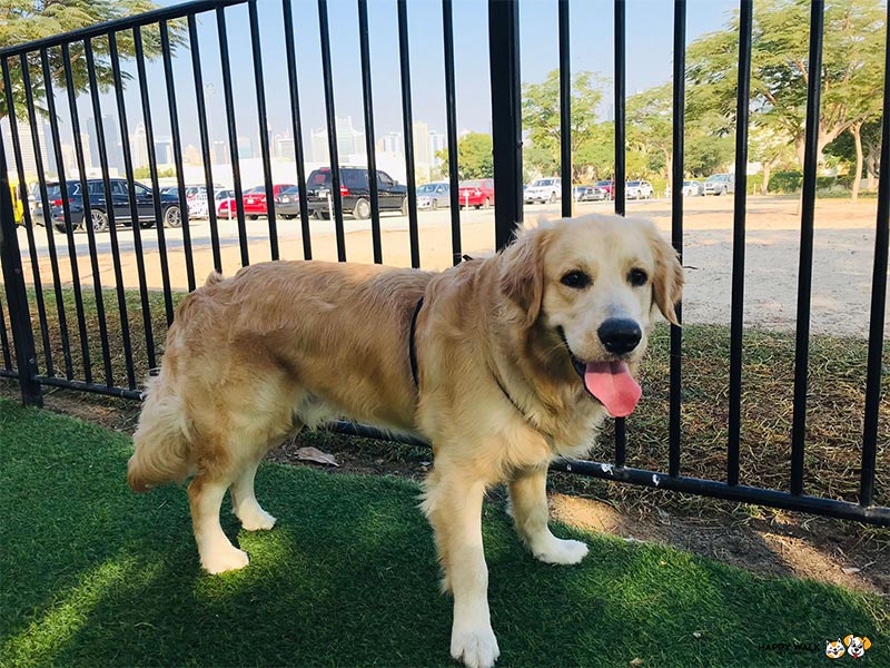 dog walking, dog walkers in dubai, petcare center, dog walkers, dog sitter, dog sitters in dubai, pet trainer, pet trainers in dubai, pet trainer prices, best dog walkers in dubai, dog sitting, pet trainig, dog tranining, pet sitting, pet walking, pet relocation, pet grooming
