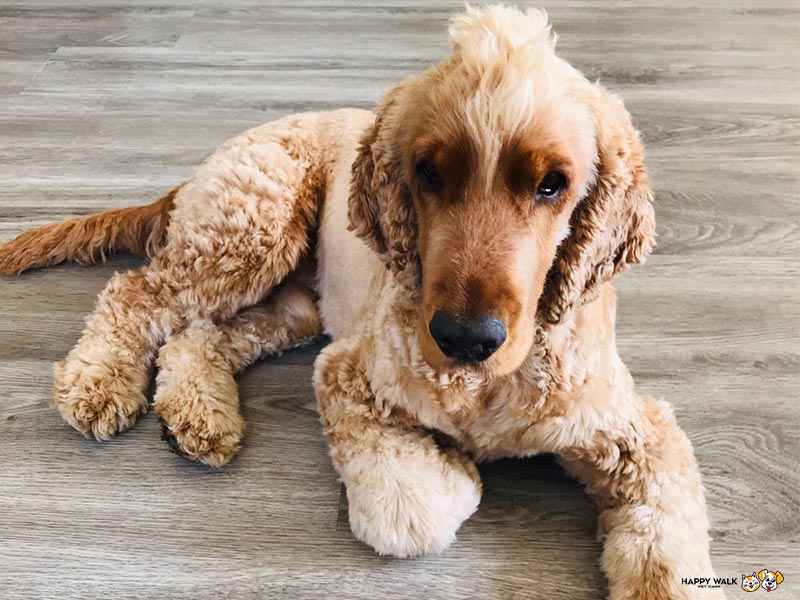 dog walking, dog walkers in dubai, petcare center, dog walkers, dog sitter, dog sitters in dubai, pet trainer, pet trainers in dubai, pet trainer prices, best dog walkers in dubai, dog sitting, pet trainig, dog tranining, pet sitting, pet walking, pet relocation, pet grooming